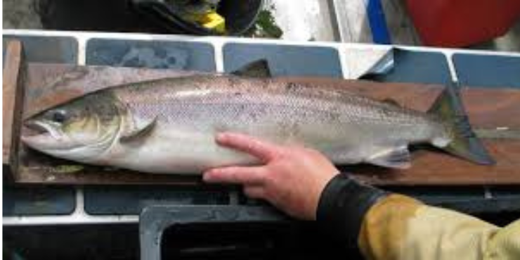 grilling salmon with skin