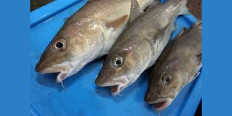 recipes for cod fish