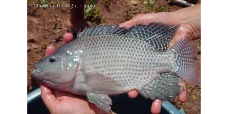 recipes for tilapia