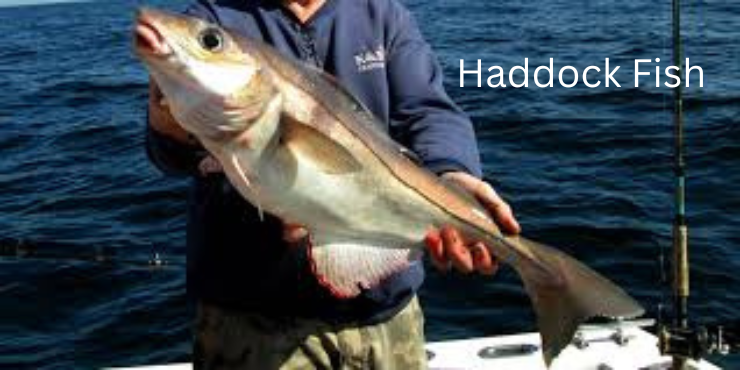 Haddock Fish